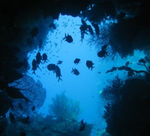 Fish cave