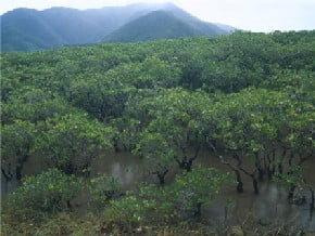 Mangrove Management