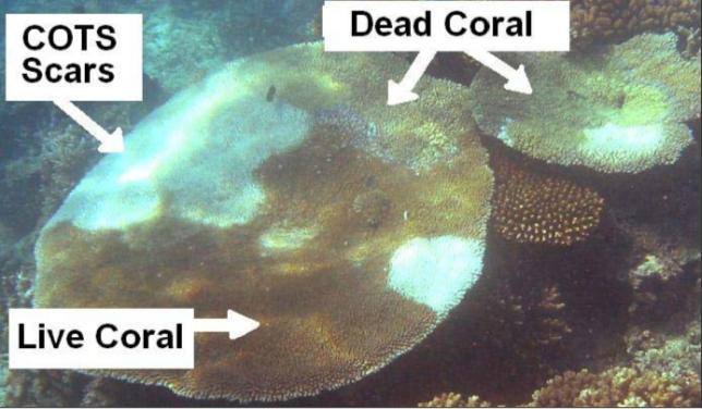 Crown of Thorns Sea Star – facts and suggestions - marine ecology ...