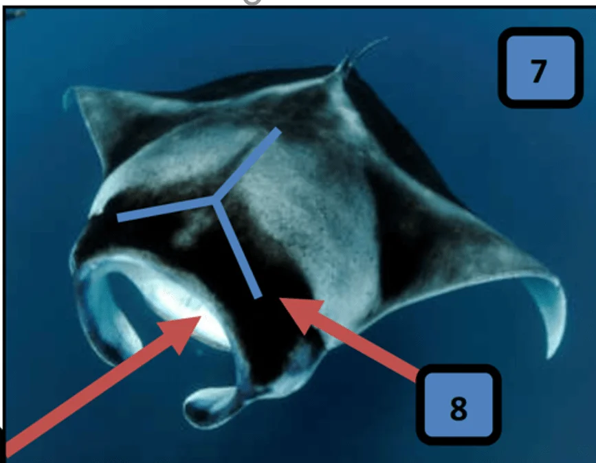 Reef Manta Ray ( Mobula alfredi) - Mantas in Fiji