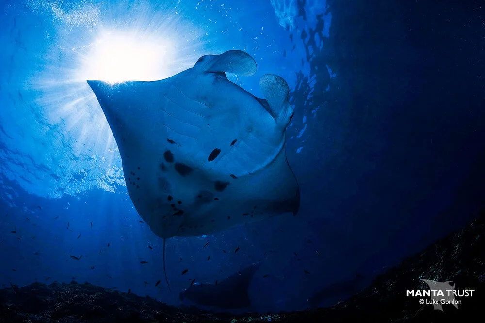Mantas in Fiji by Luke Gordon