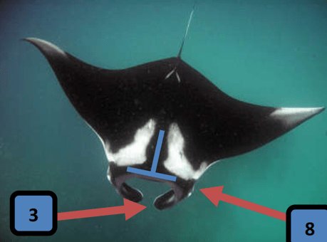 Oceanic Manta Ray (Mobula birostris) - Mantas in Fiji