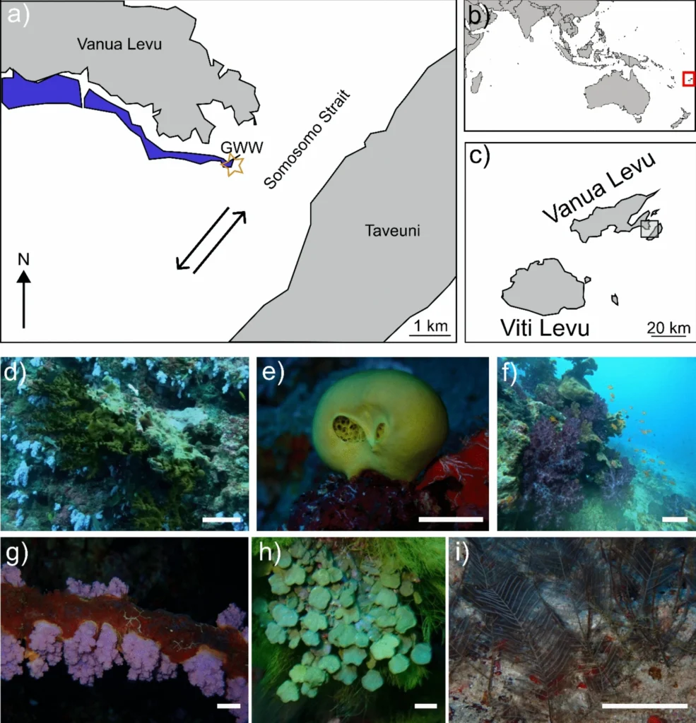 Depth affects the population dynamics on a soft coral-dominated reef on the Great White Wall, Fiji