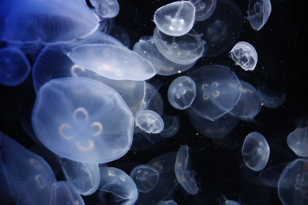 Marine Stingers in Fiji