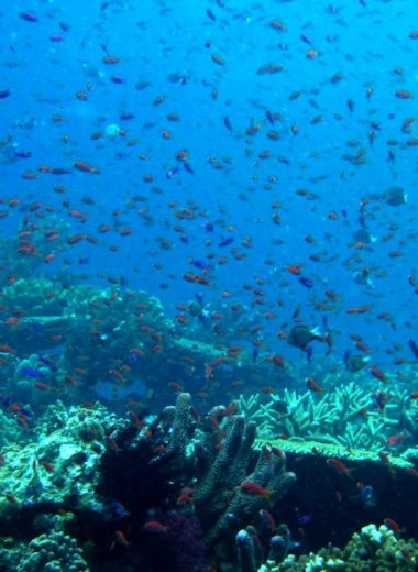 Anthias swarm Anthias swarm